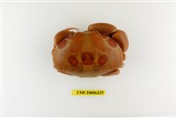 藏品(紅斑瓢蟹)的圖片